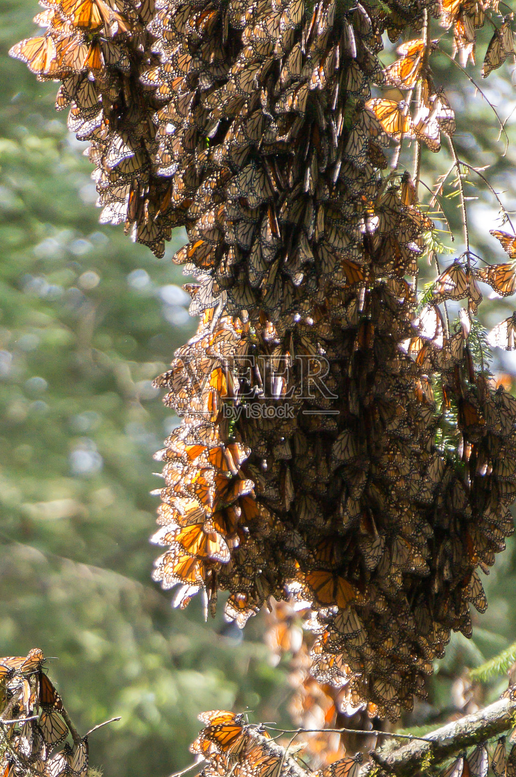 黑脉金斑蝶在墨西哥米却肯州的黑脉金斑蝶生物圈保护区的树枝上。照片摄影图片