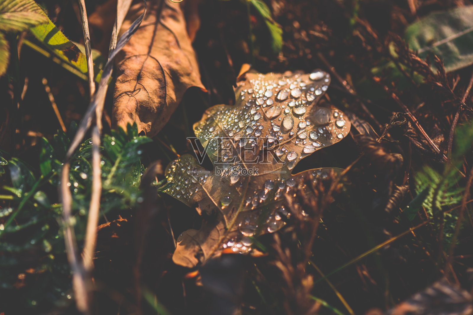 秋天的橡树叶带着点点滴滴照片摄影图片
