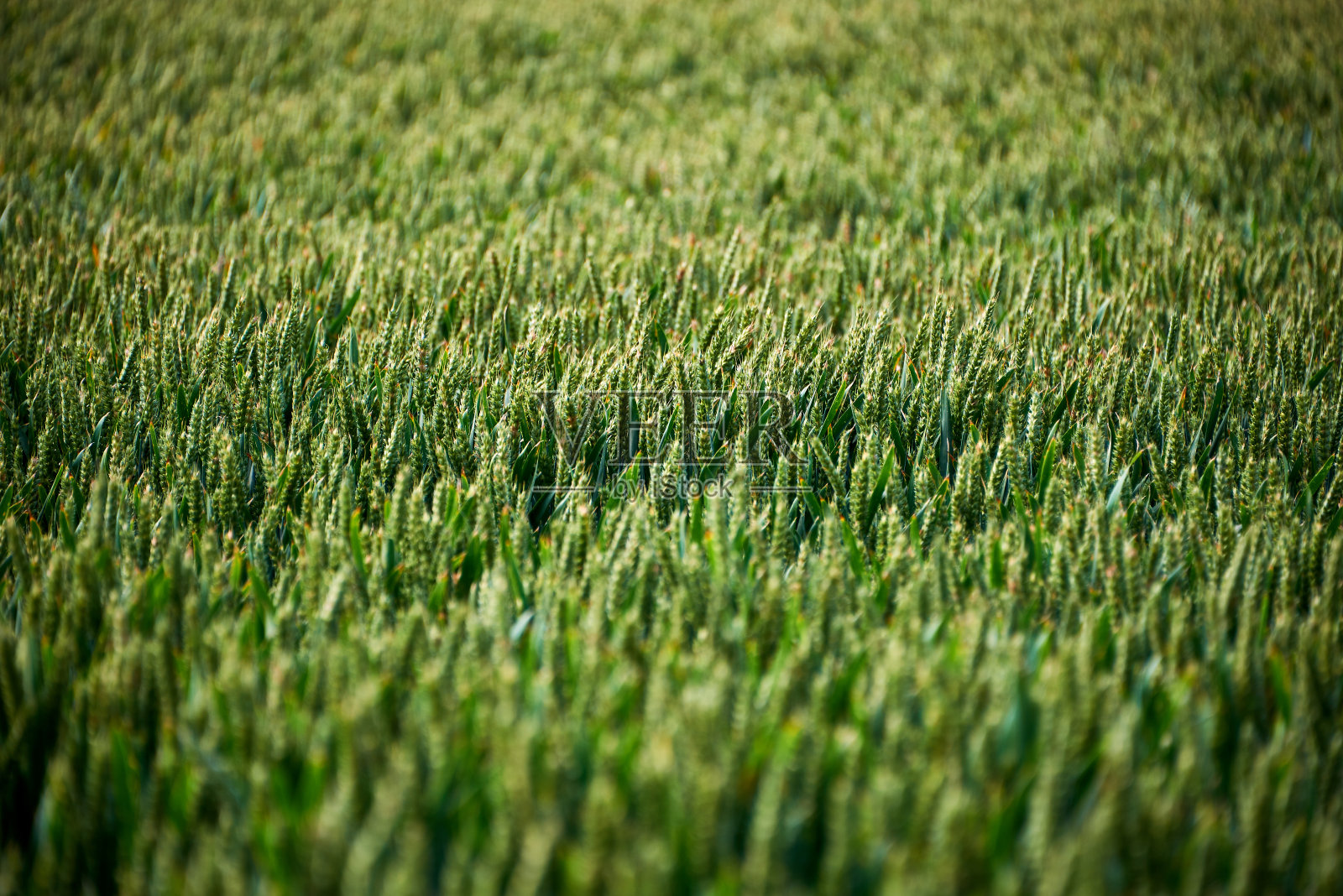 田野上的草甸花照片摄影图片