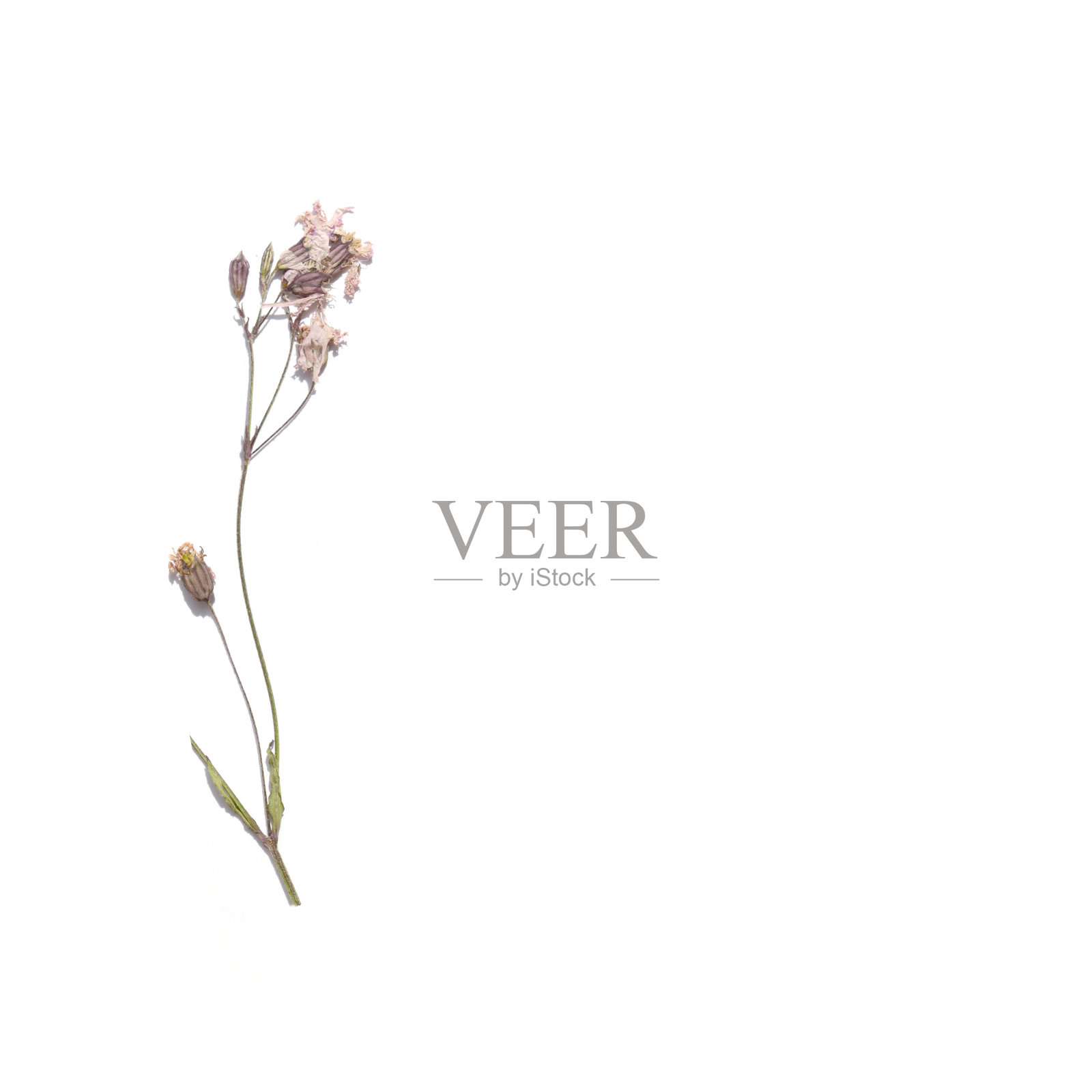 干夏花。野花标本。照片摄影图片