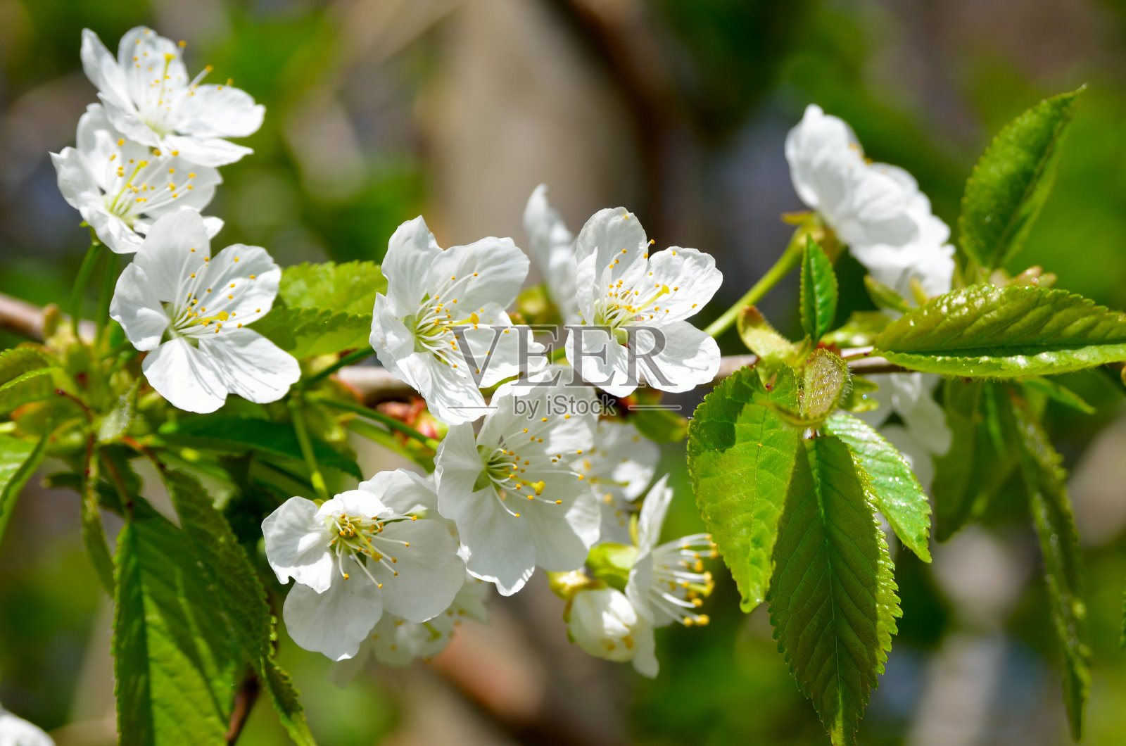 春天,白花在树枝上照片摄影图片