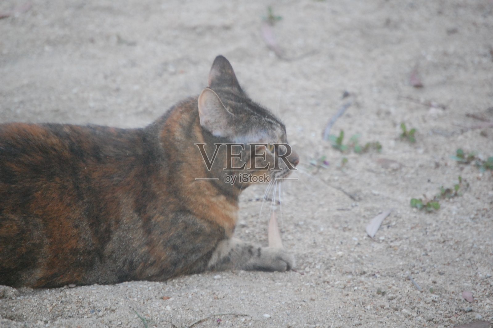 漂亮的印花棉布的猫照片摄影图片