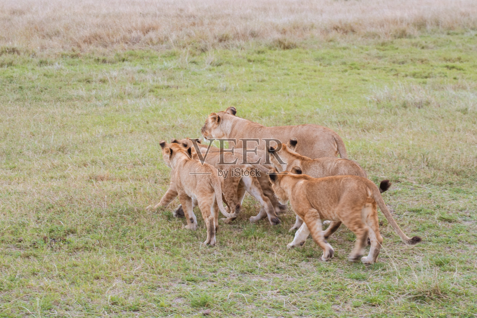 狮子幼崽正在寻找妈妈的拥抱照片摄影图片