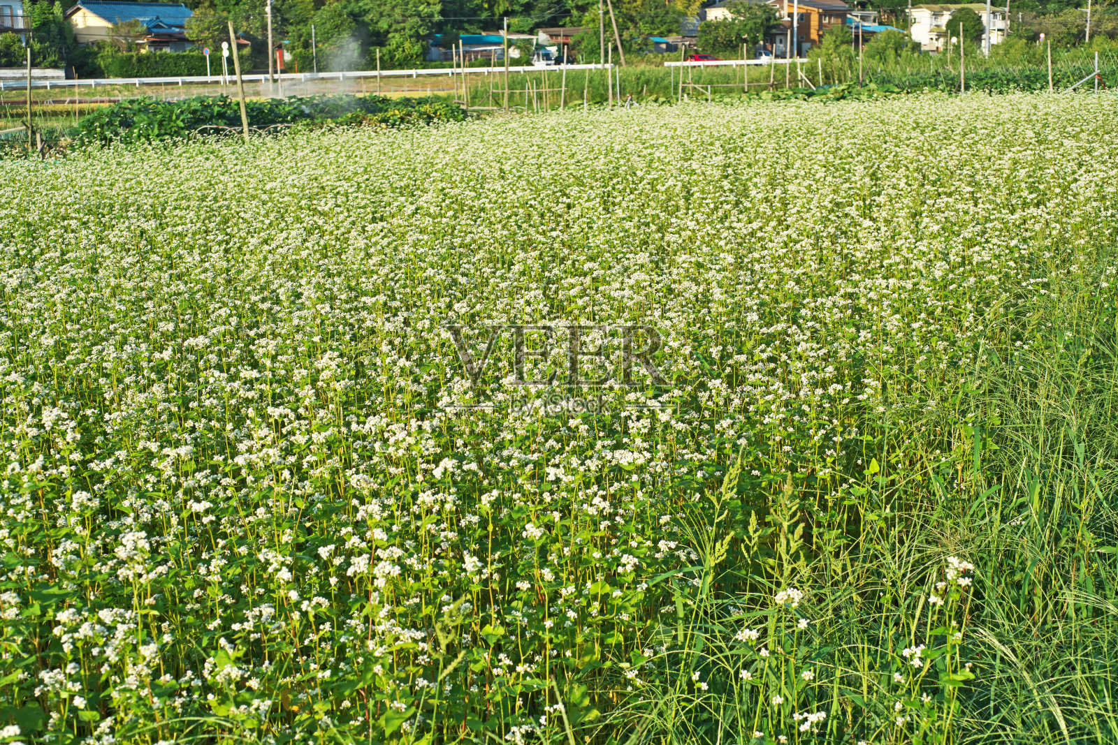 荞麦花照片摄影图片