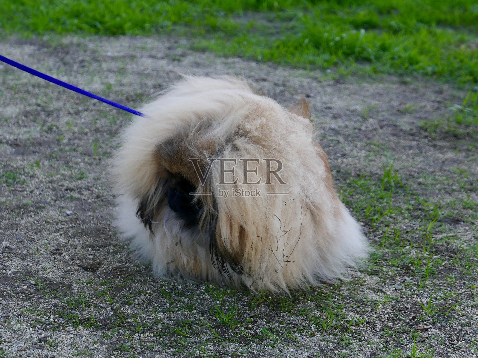 被称为“哈巴狗”的小狮子狗照片摄影图片