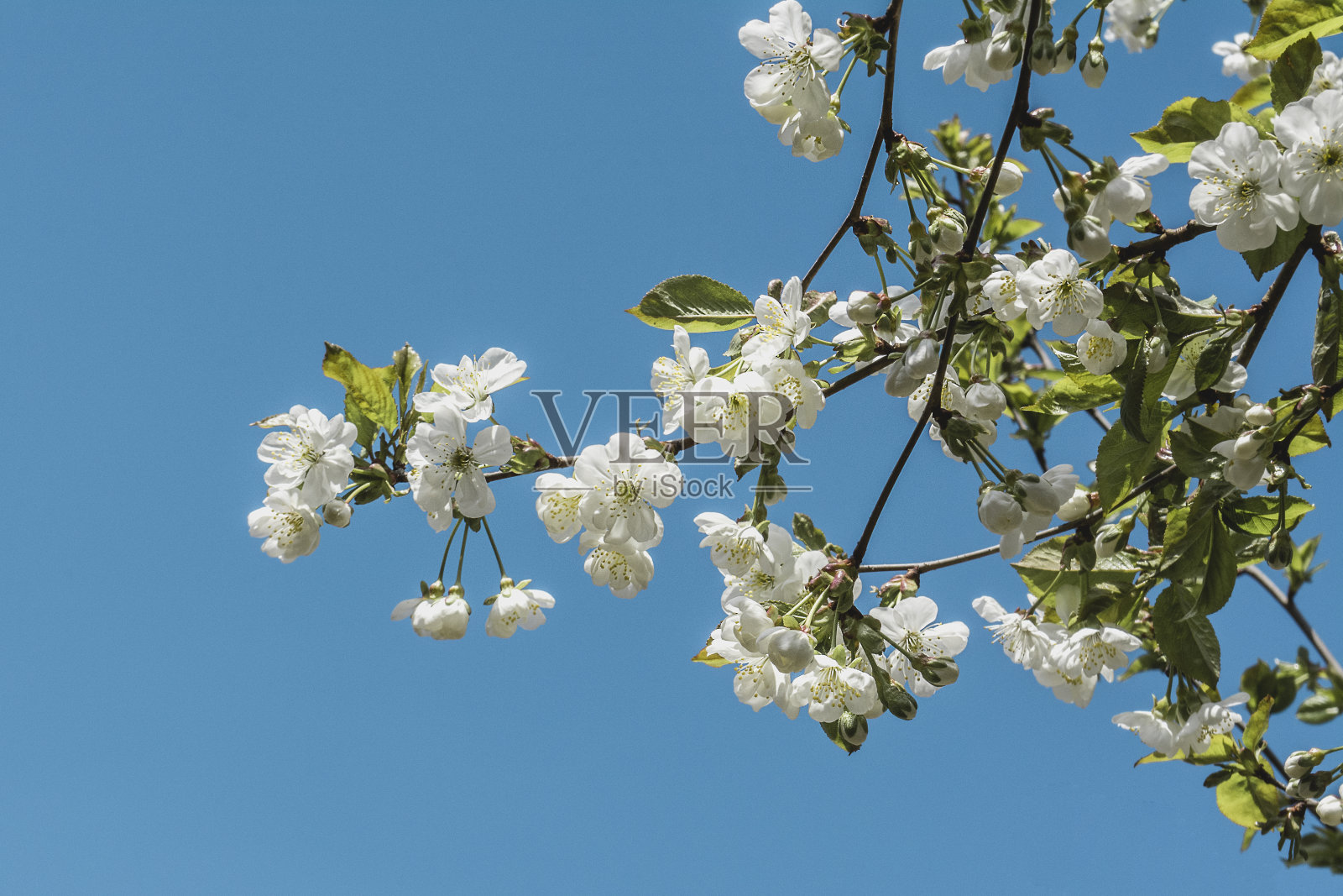 初春樱花绽放,花蕾呈粉红色照片摄影图片