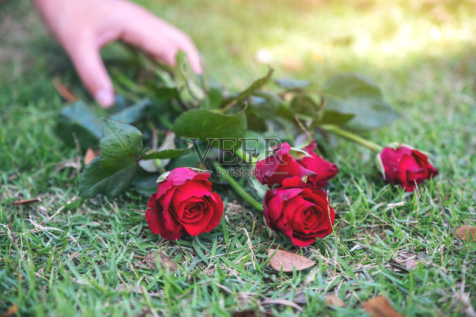 一个女人的手抓着红玫瑰花照片摄影图片