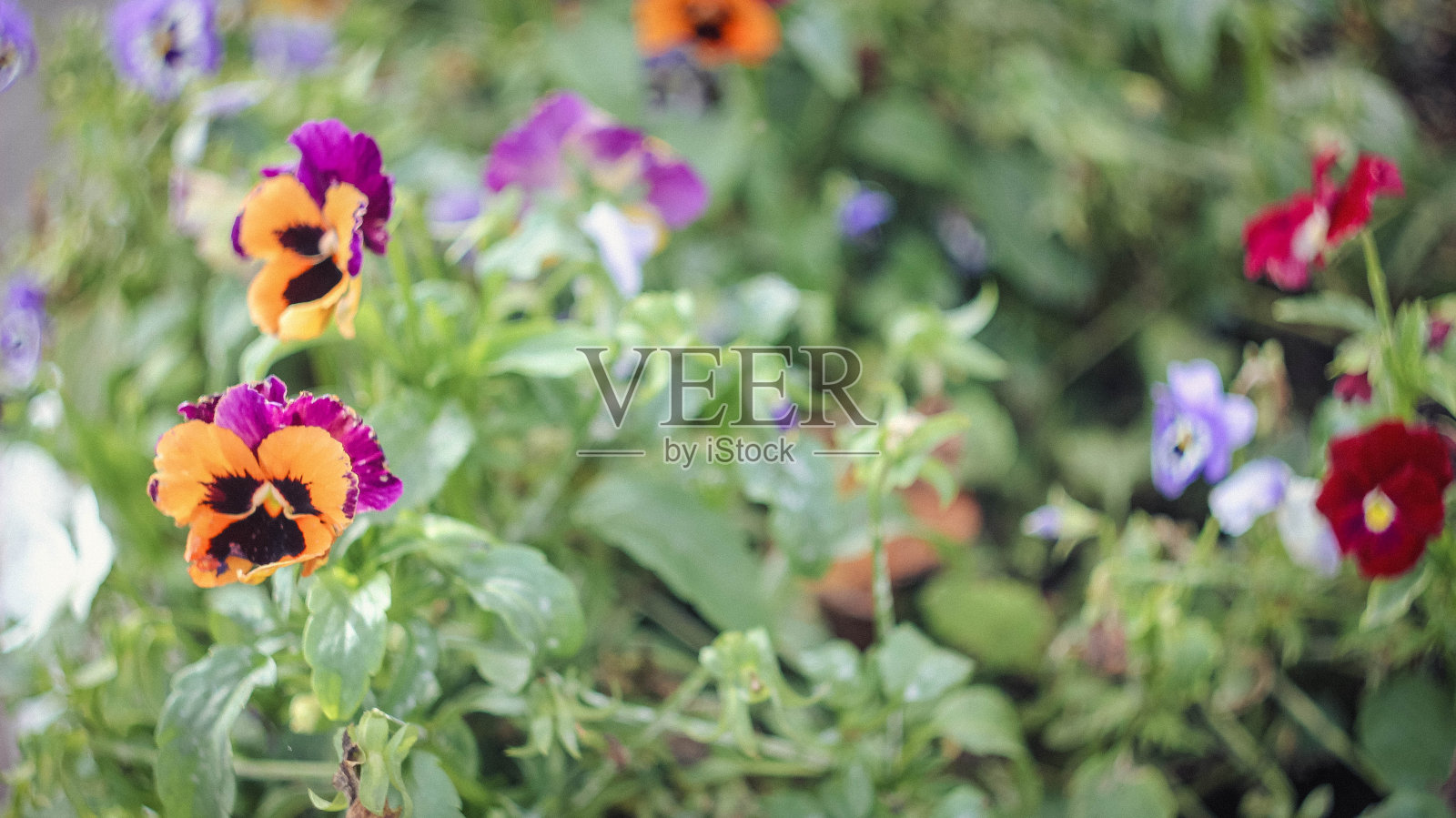 盛开的三色紫罗兰。美丽盛开的夏日花朵。花瓣盛开。照片摄影图片