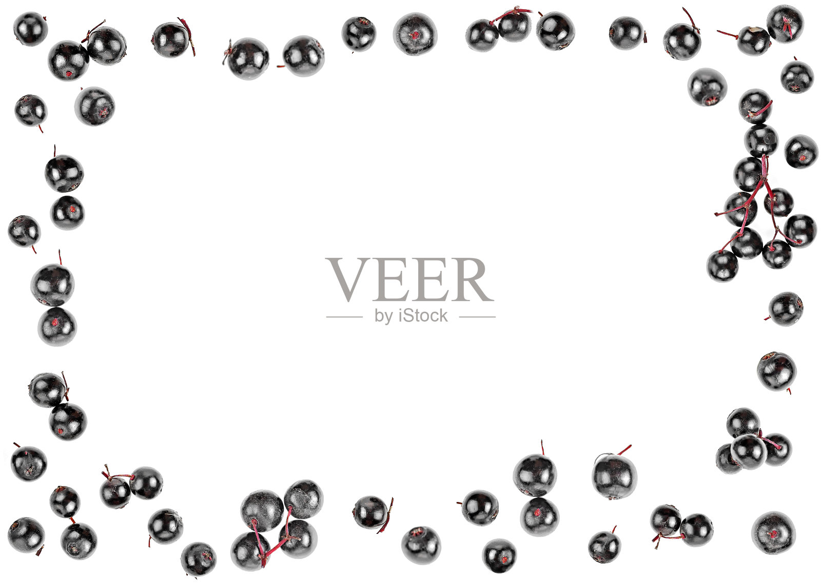 新鲜的黑接骨木果实孤立在白色背景,俯视图。照片摄影图片