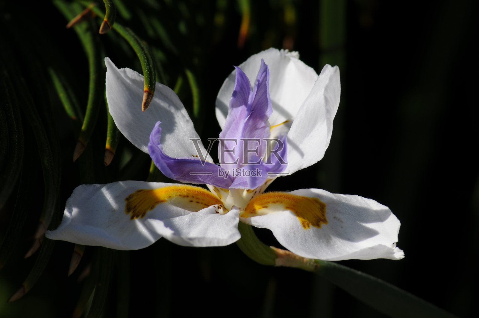 漂亮的白色花照片摄影图片