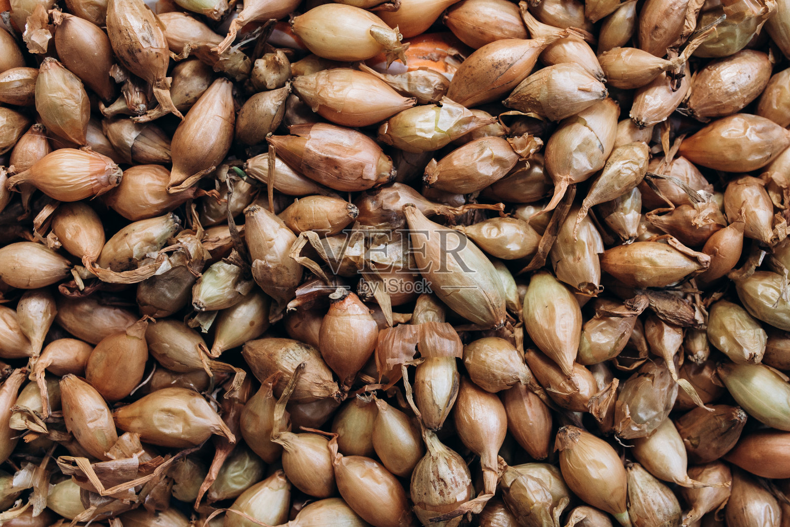 准备种在花园里的小洋葱种子。蔬菜背景照片。自然的纹理。照片摄影图片