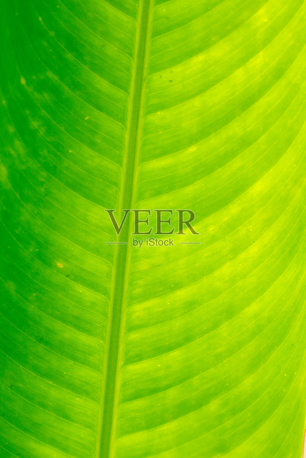 绿叶自然背景照片摄影图片