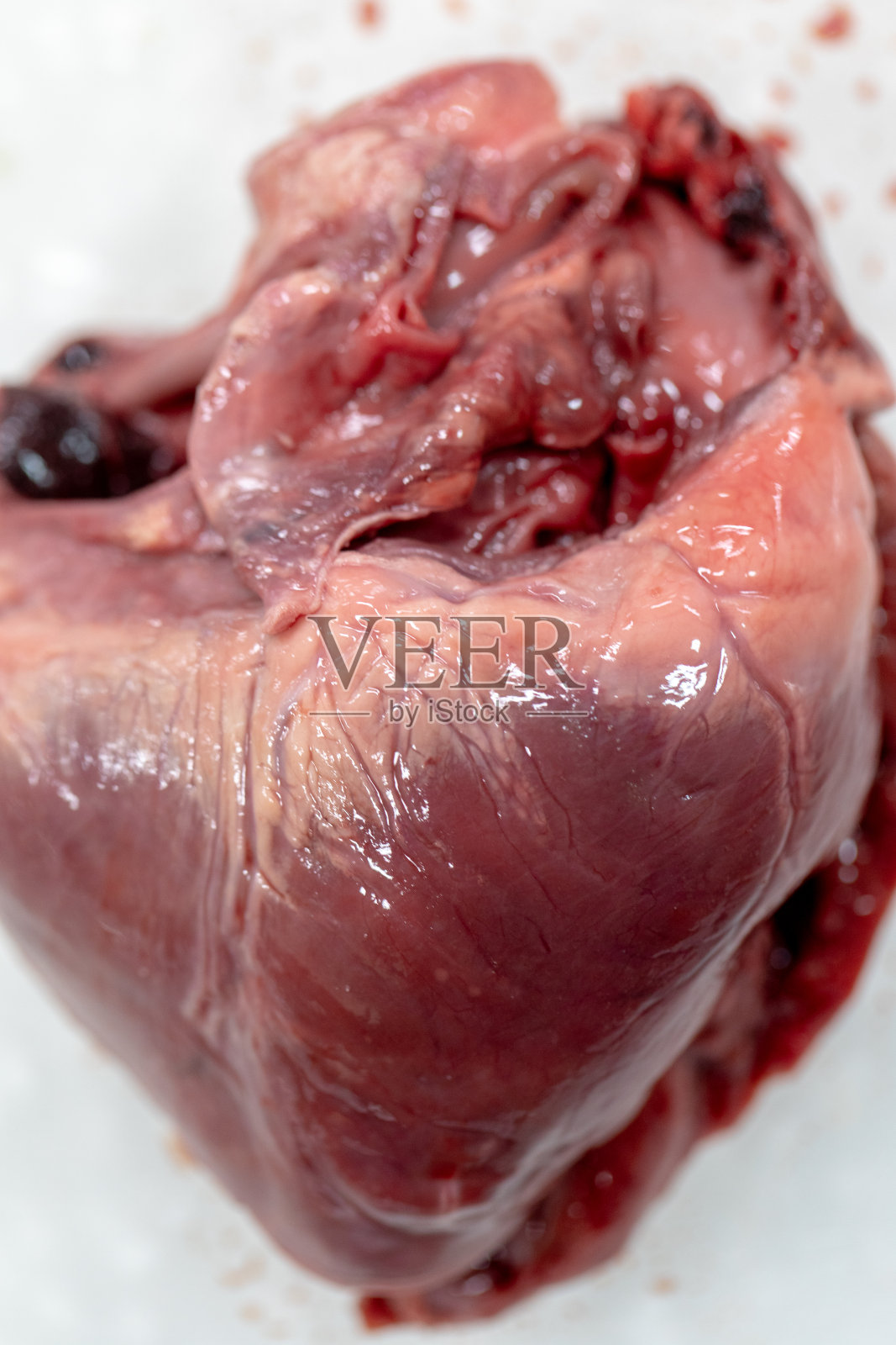 教育观念、实验室心脏解剖学和生理学。照片摄影图片