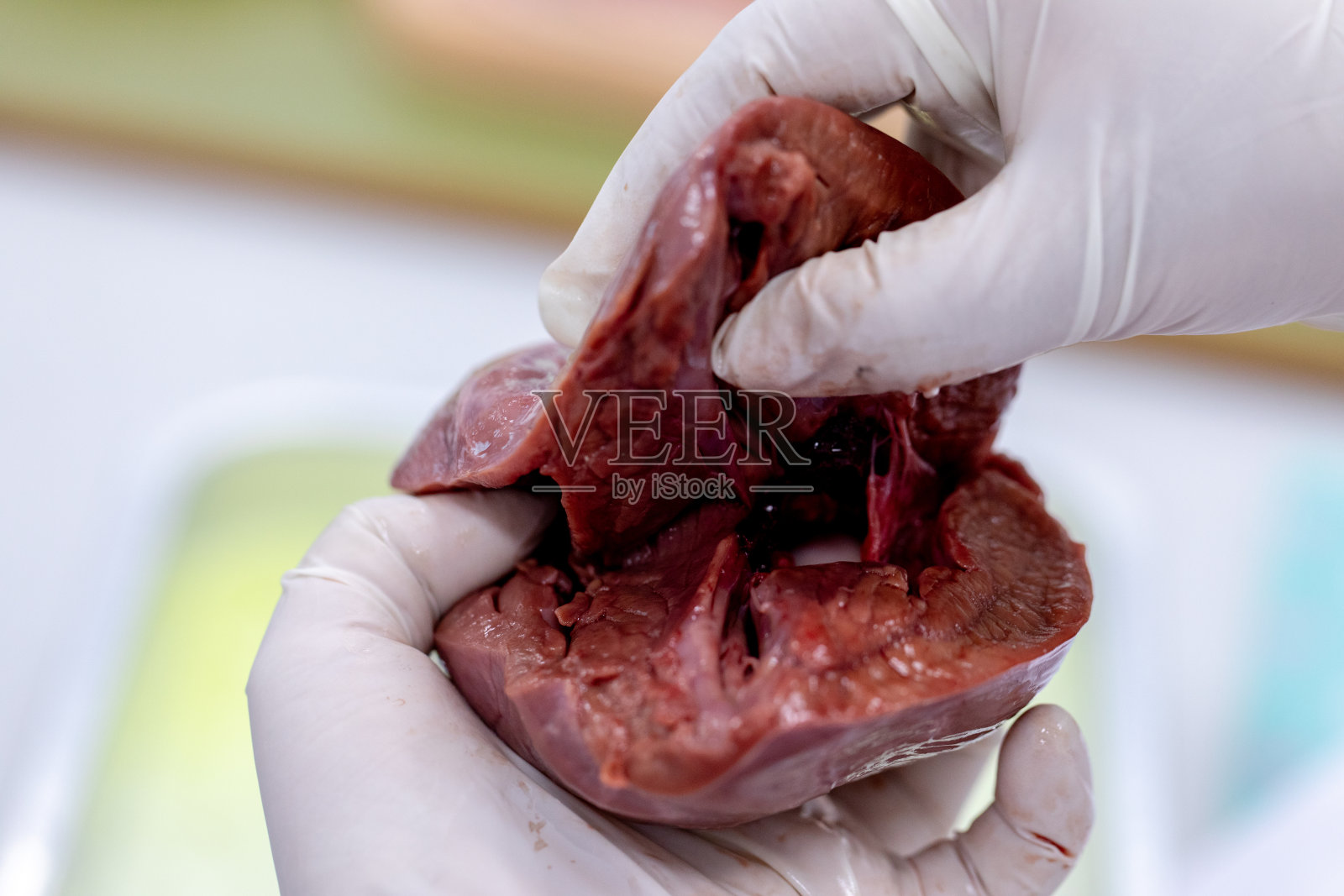 教育观念、实验室心脏解剖学和生理学。照片摄影图片