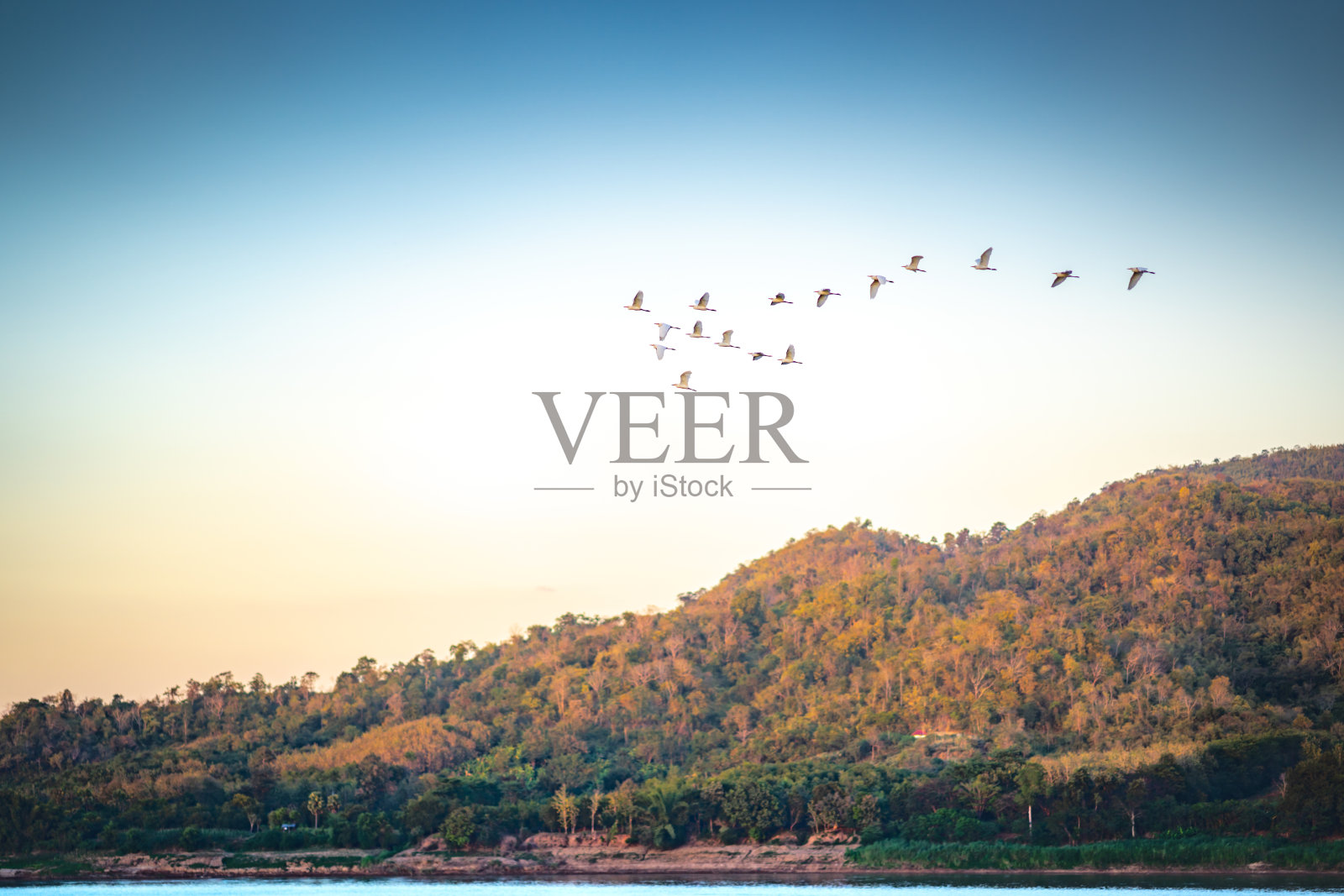 在日落的蓝天上,鸟儿成群地飞过河流和山丘照片摄影图片