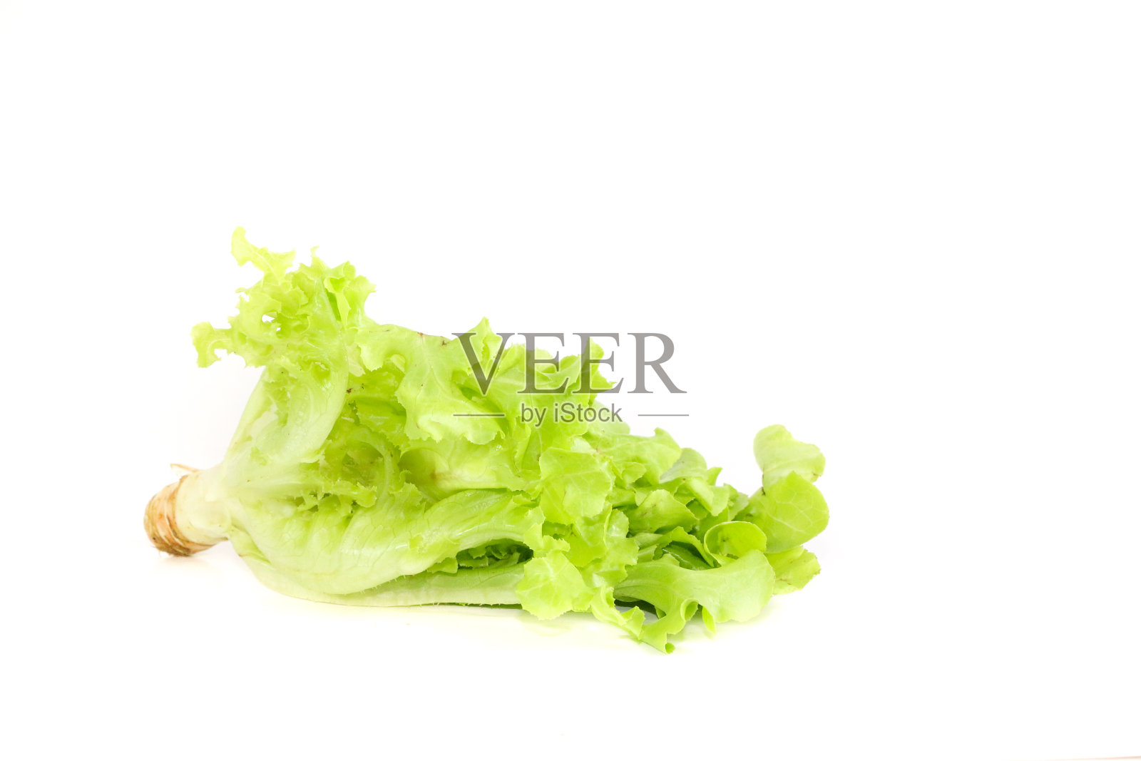 沙拉叶。孤立的莴苣照片摄影图片