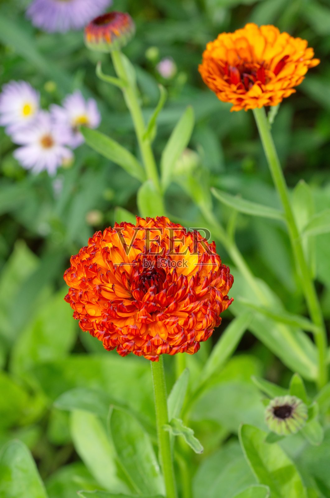 花万寿菊特里照片摄影图片
