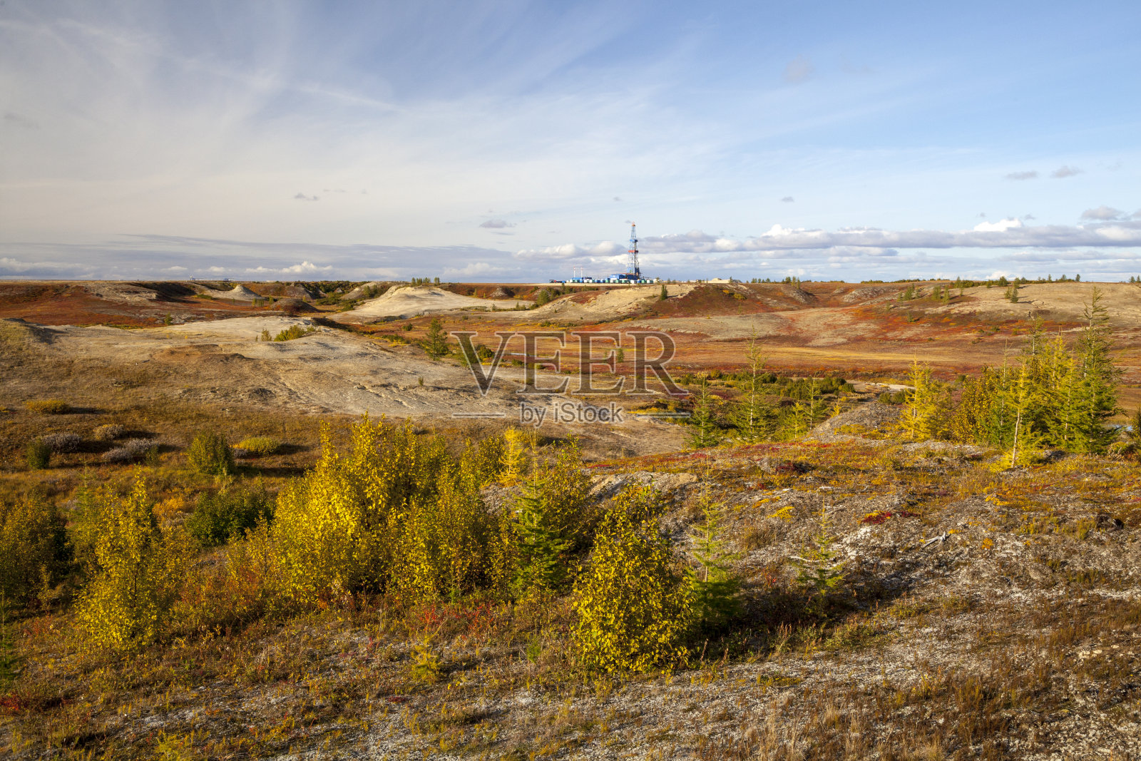 冻土带的秋天。黄色云杉枝在秋天的颜色在苔藓的背景。苔原,科拉半岛,俄罗斯。美丽的森林苔原景观,照片摄影图片