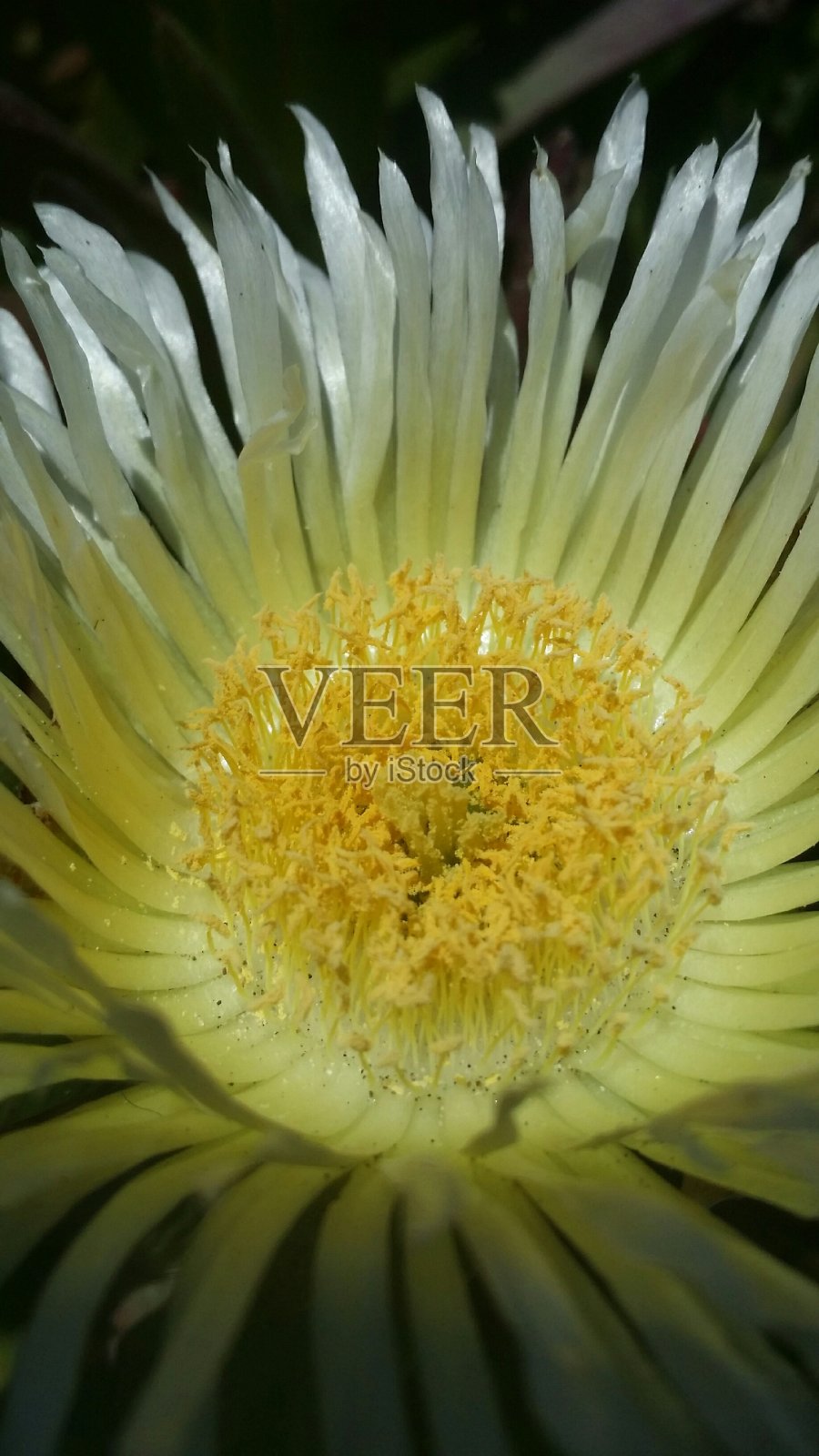 无花果冰植物-美丽的黄花和蜜蜂最喜欢的花照片摄影图片