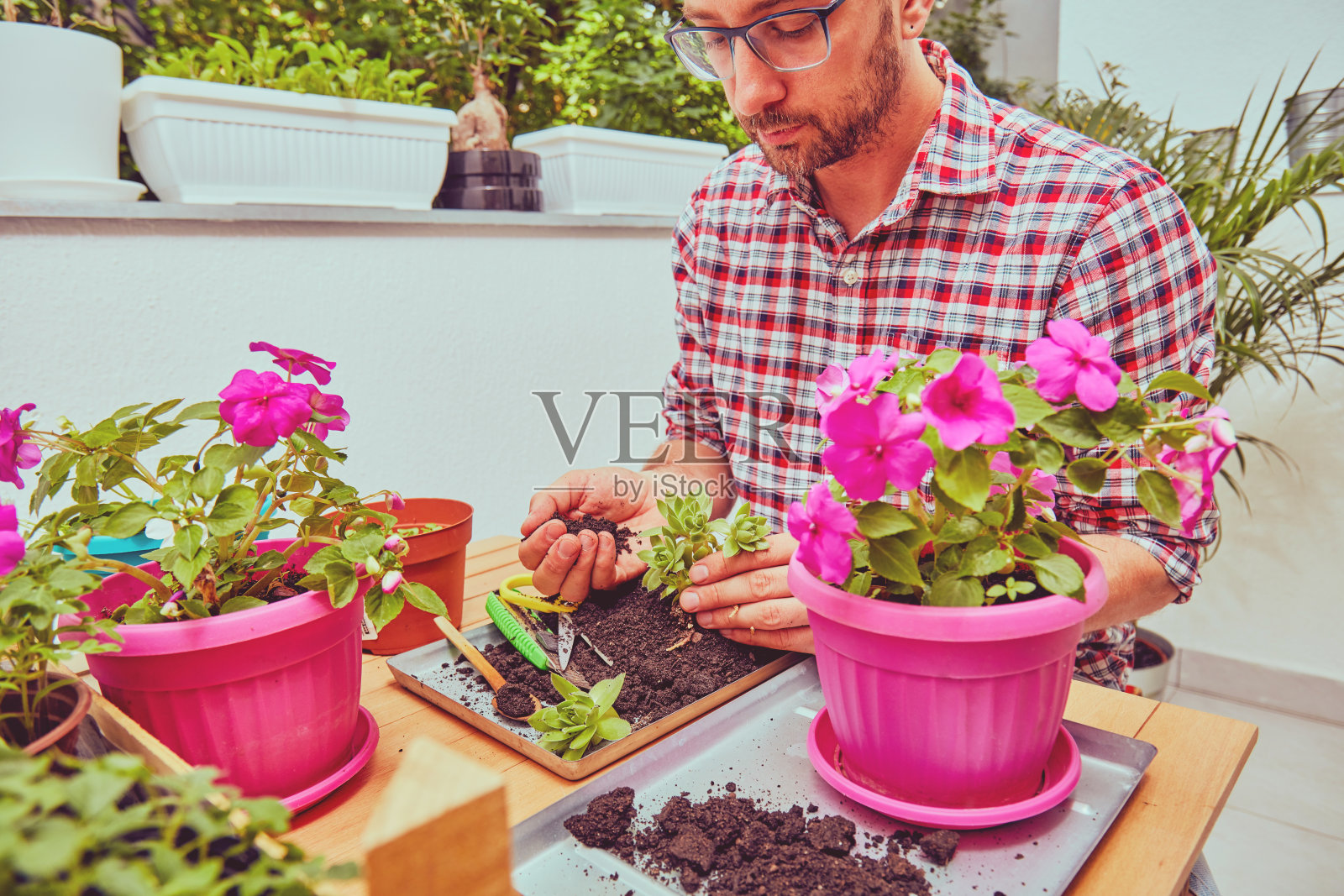 农民在花园里种花卉幼苗。园艺的概念。照片摄影图片