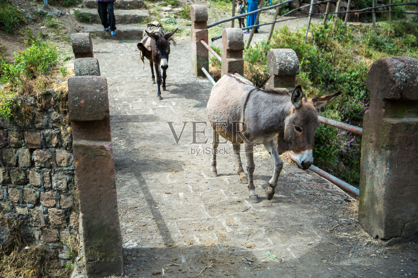 埃塞俄比亚:驴照片摄影图片