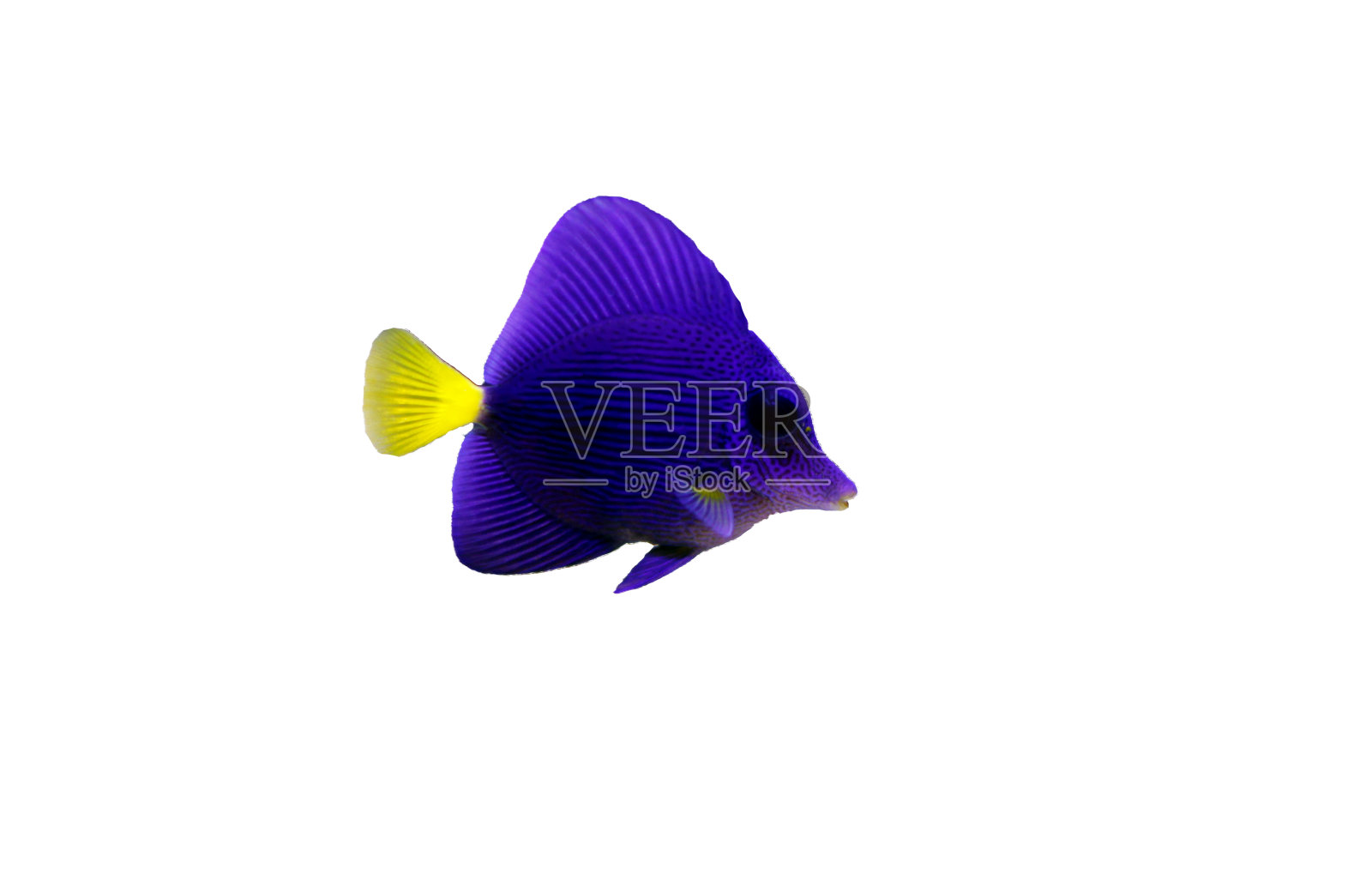 紫吊 - (Zebrasoma xanthurum)照片摄影图片