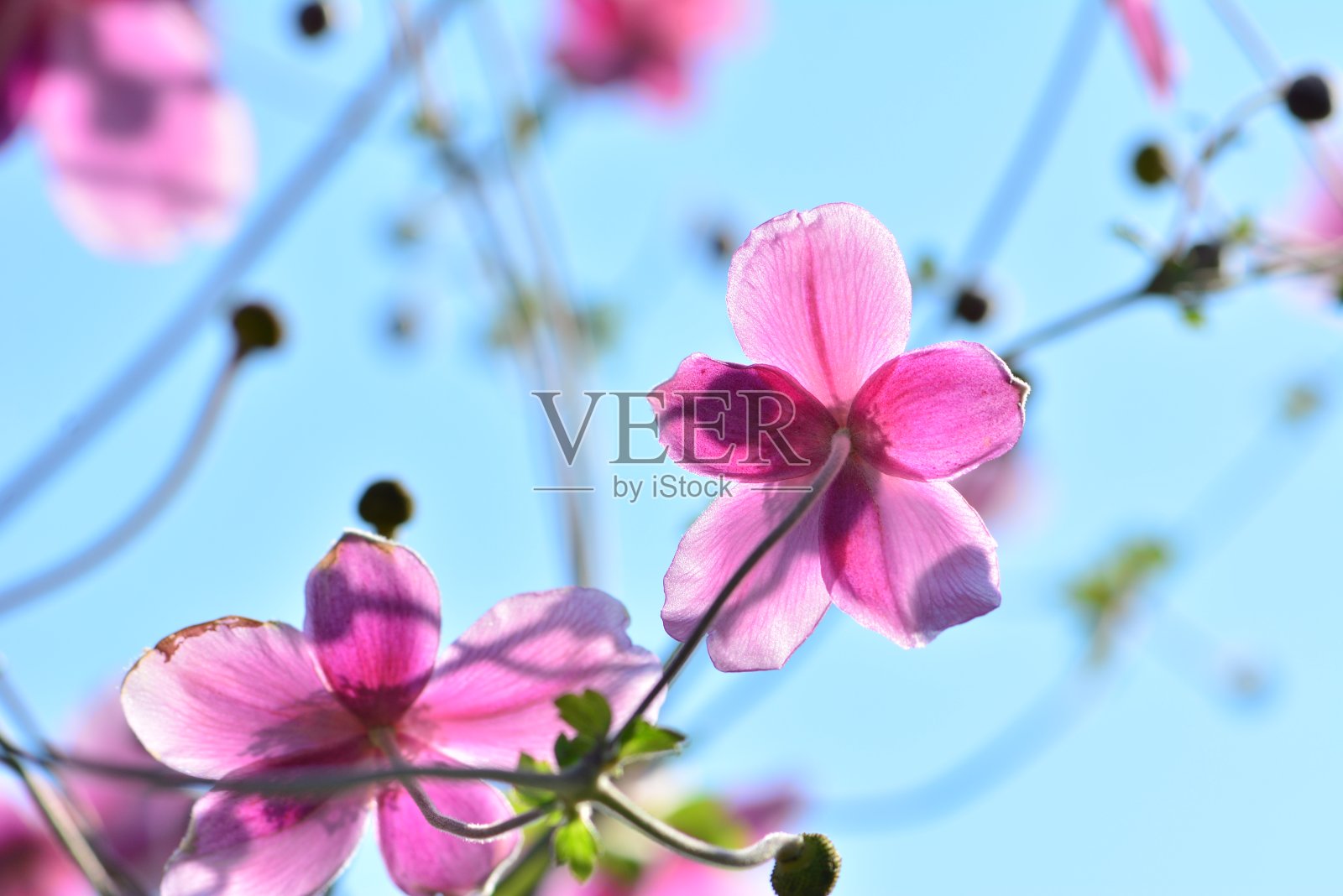 在晴朗的日子里,公园里有粉红色的花照片摄影图片