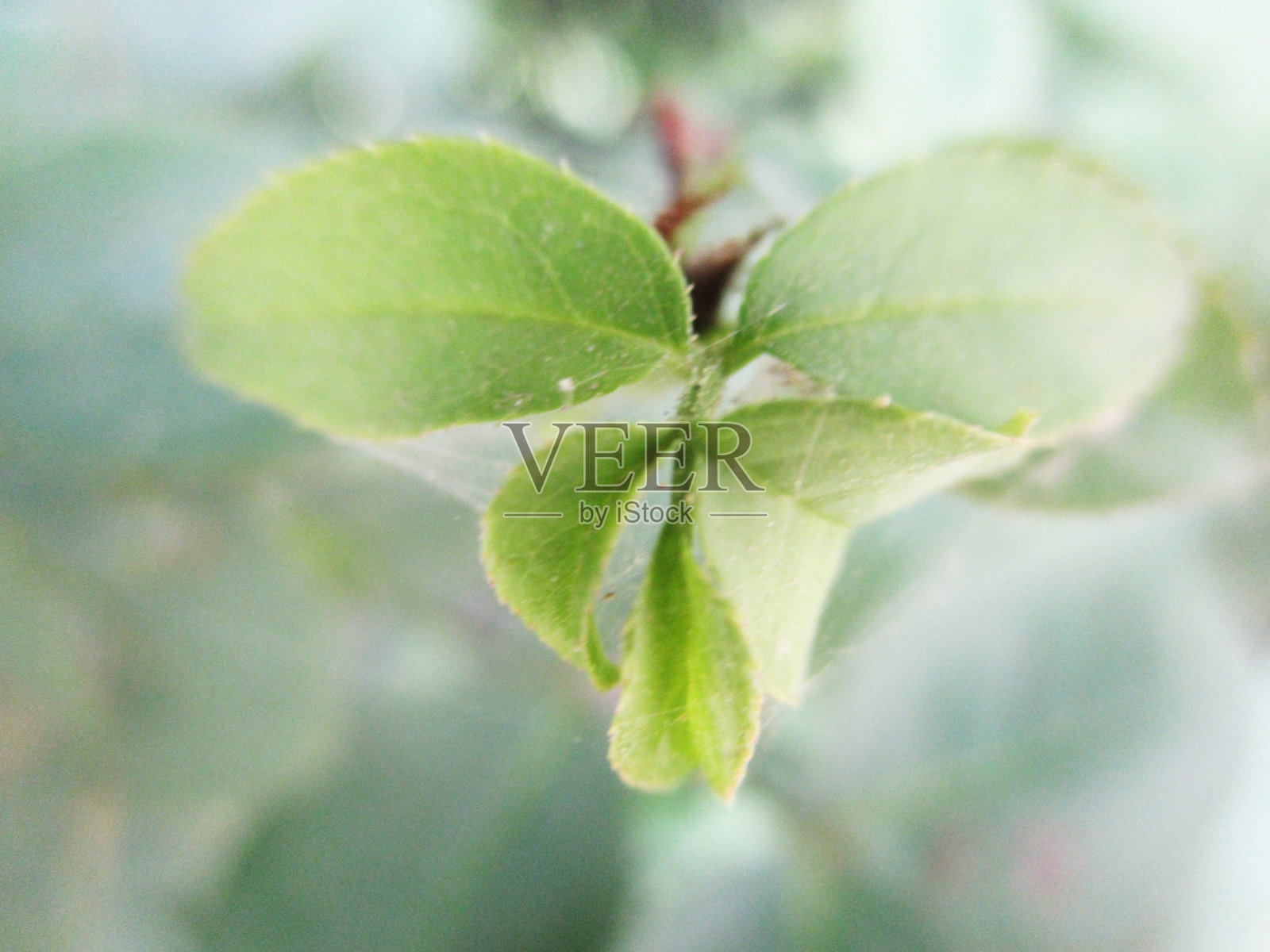 五彩缤纷的花朵,美丽的大自然照片摄影图片