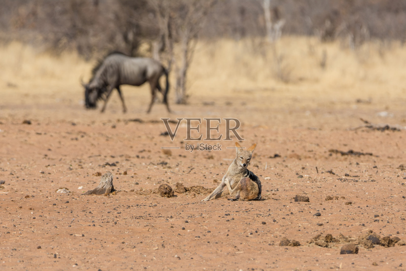 黑背豺照片摄影图片
