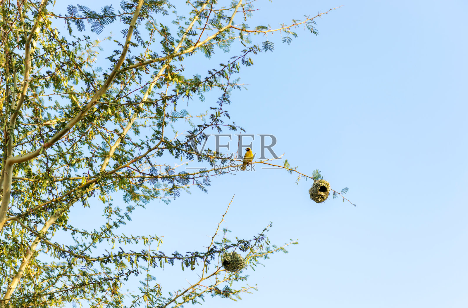 小鸟在南非筑巢照片摄影图片