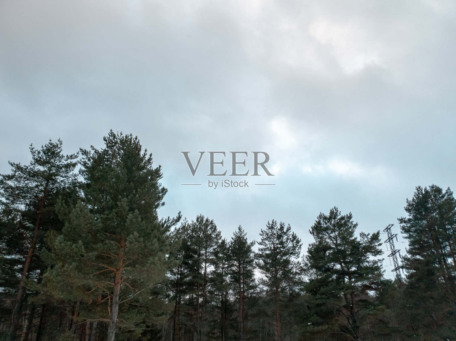 森林里的树。冬天森林上空乌云密布。照片摄影图片