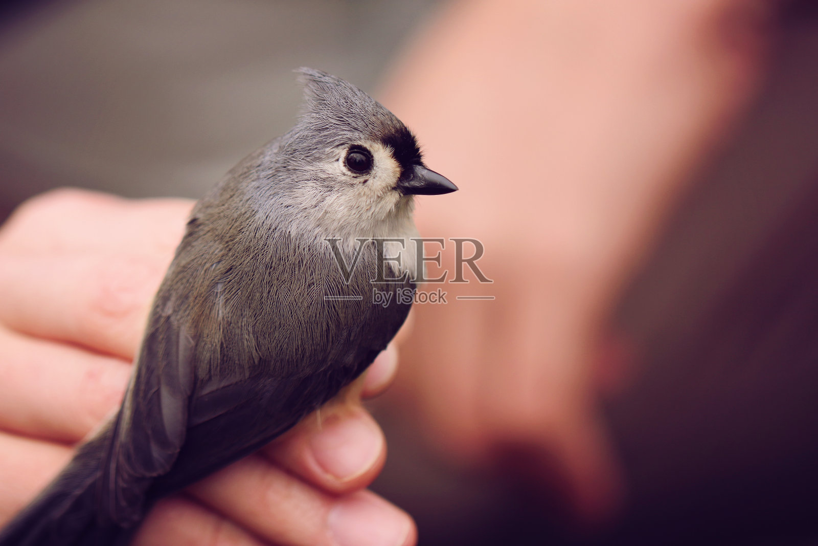 抱着一只山雀照片摄影图片