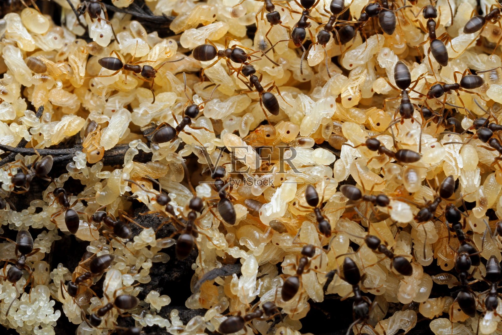 小黑蚂蚁要孵蛋了照片摄影图片