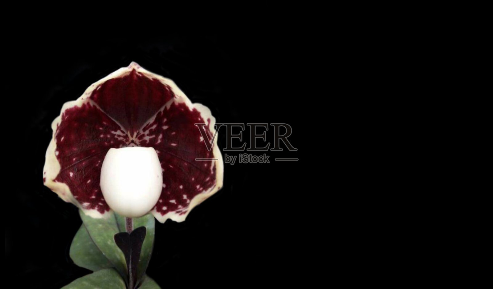 帕菲奥佩迪卢姆 · 戈德弗罗亚背景。照片摄影图片