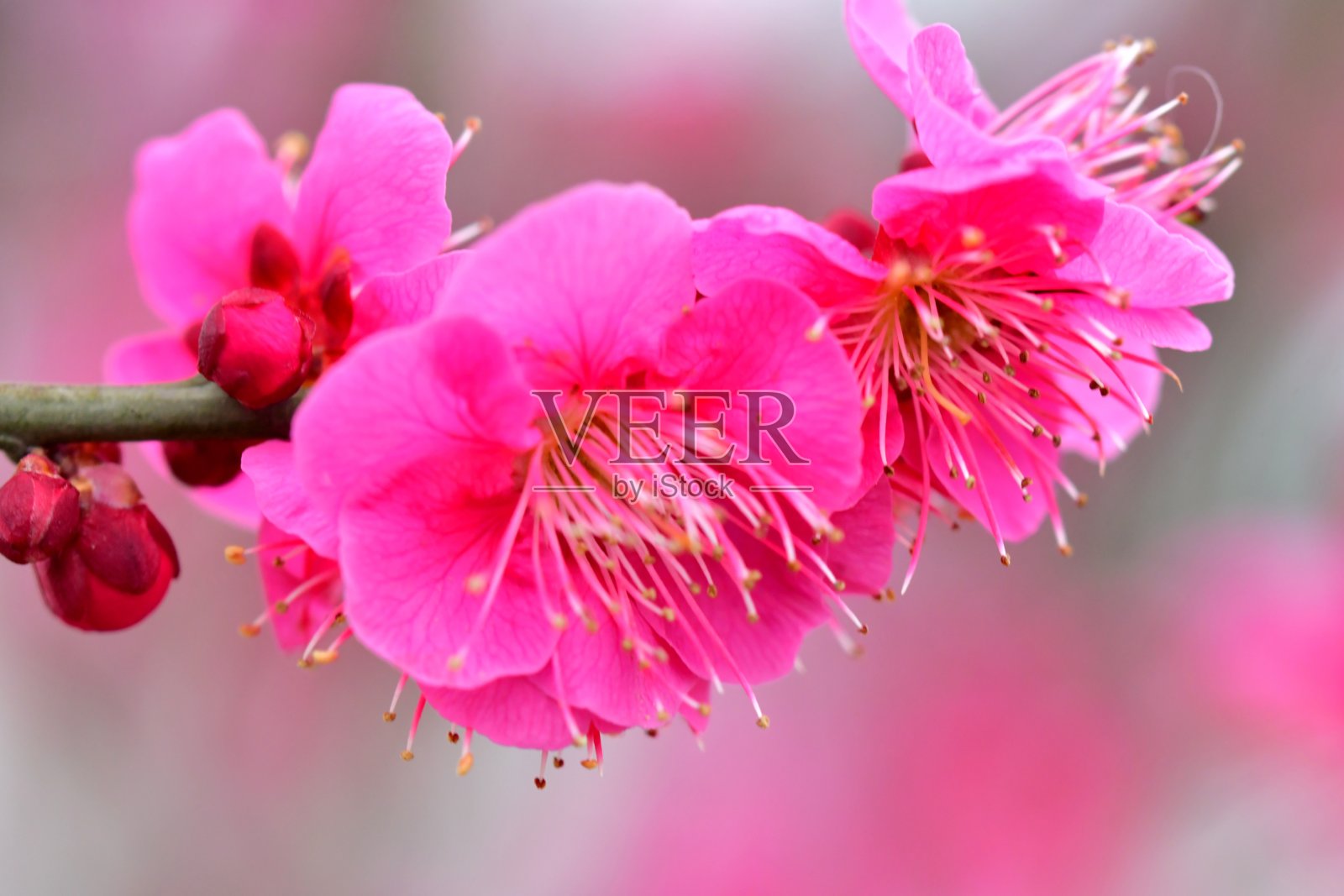 梅花照片摄影图片