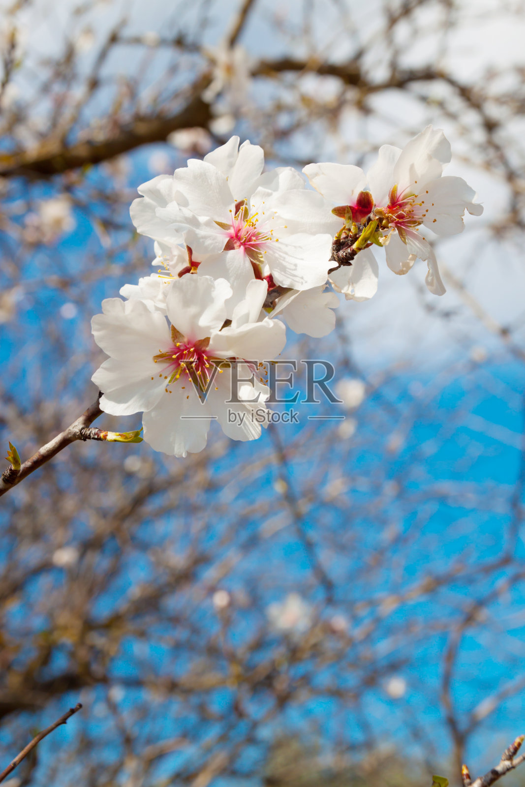 白花杏树特写照片摄影图片