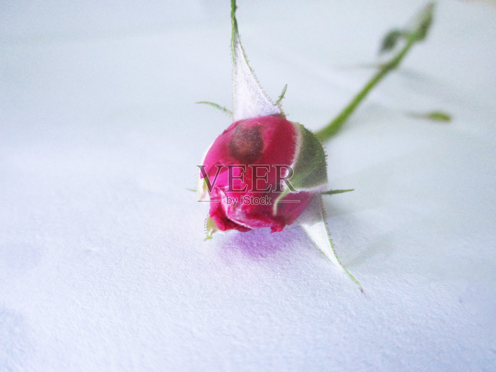 五彩缤纷的花朵,美丽的大自然照片摄影图片