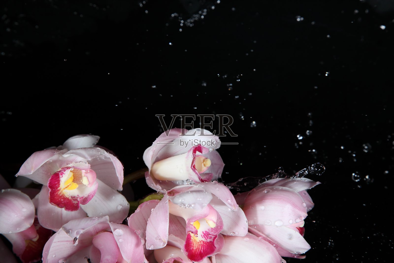 兰花和水花照片摄影图片