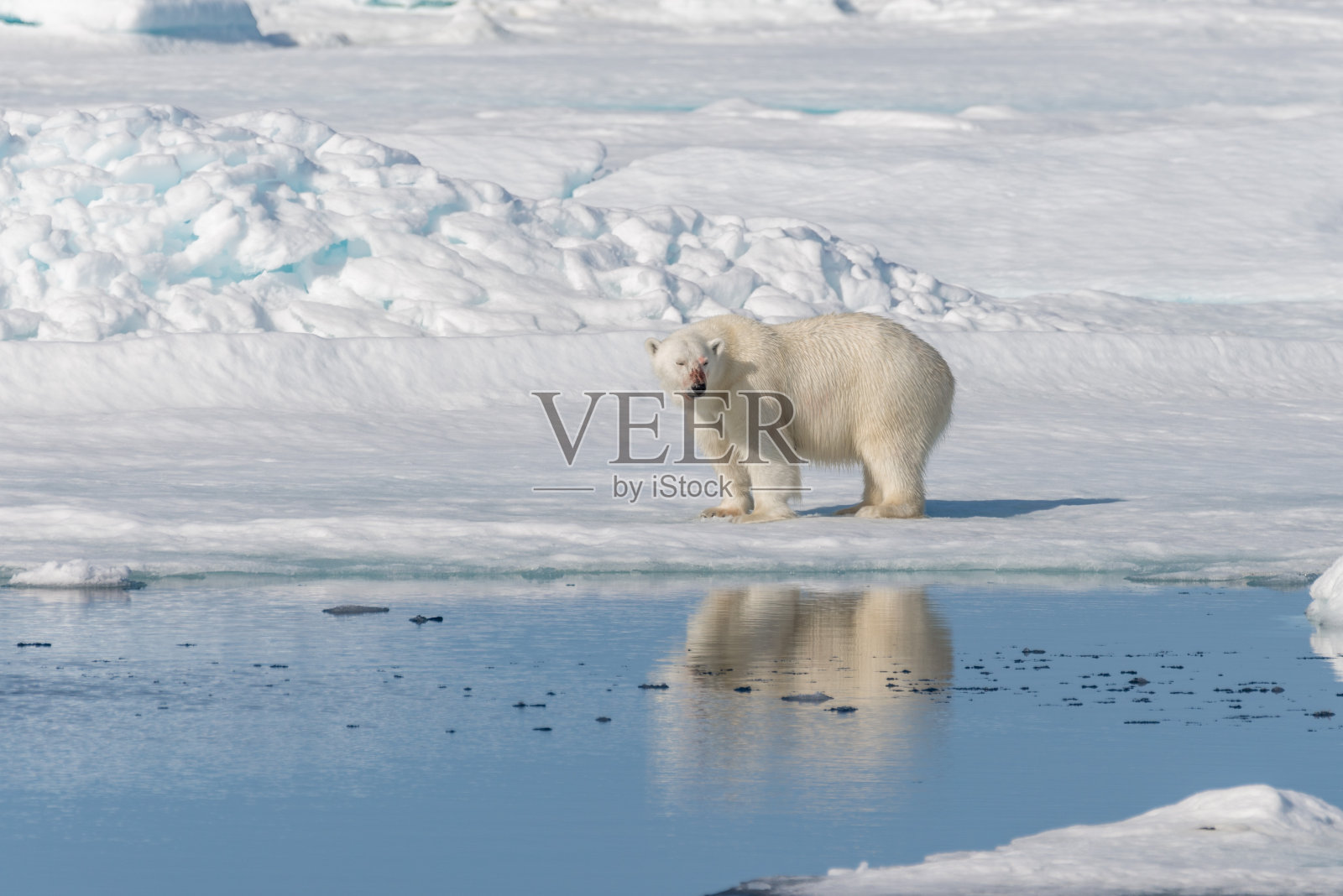 北极熊在斯匹次卑尔根岛北部的浮冰上,斯瓦尔巴群岛,挪威,斯堪的纳维亚,欧洲照片摄影图片