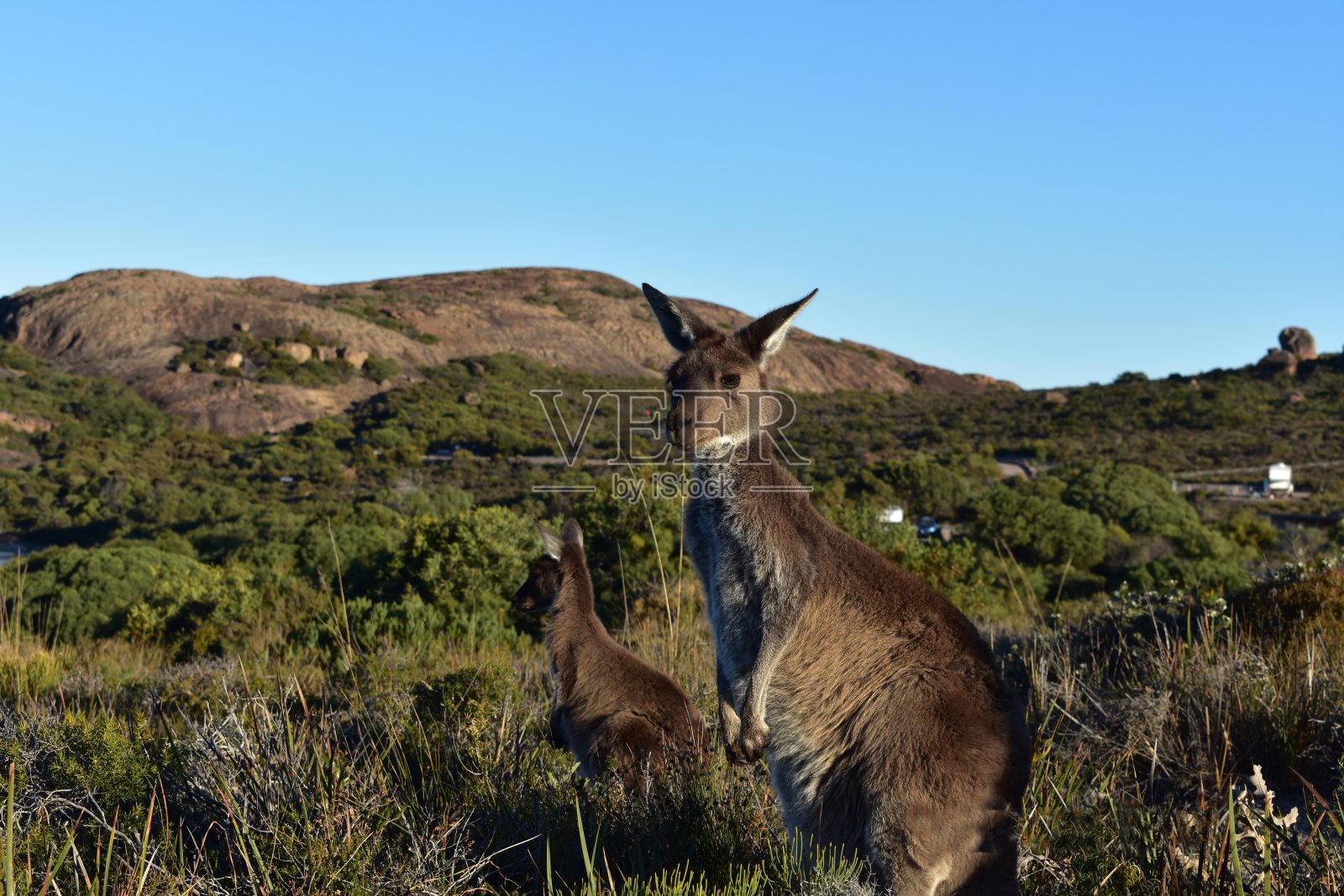澳大利亚照片摄影图片