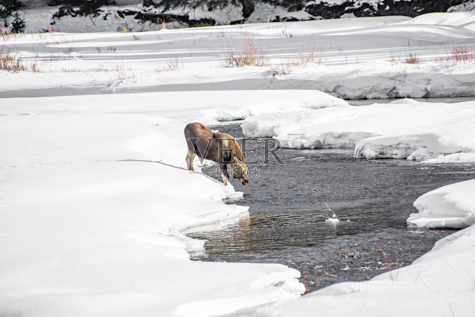 麋鹿在冬天照片摄影图片