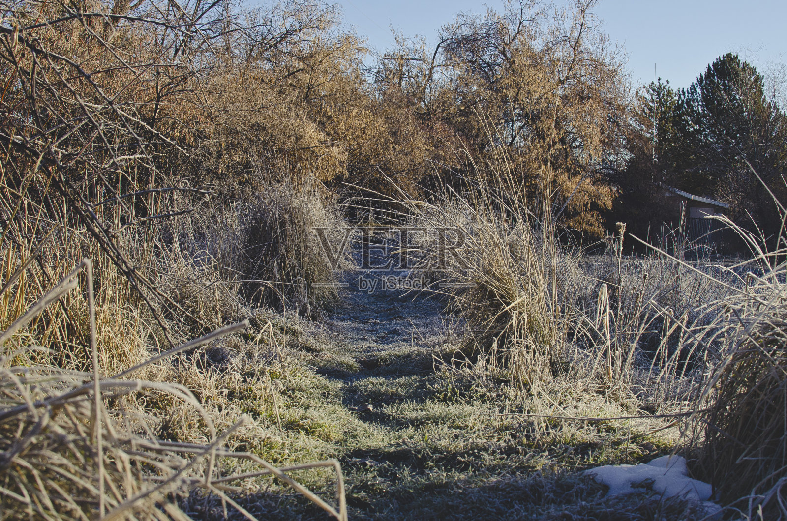 一条冰冻的荒林小道照片摄影图片