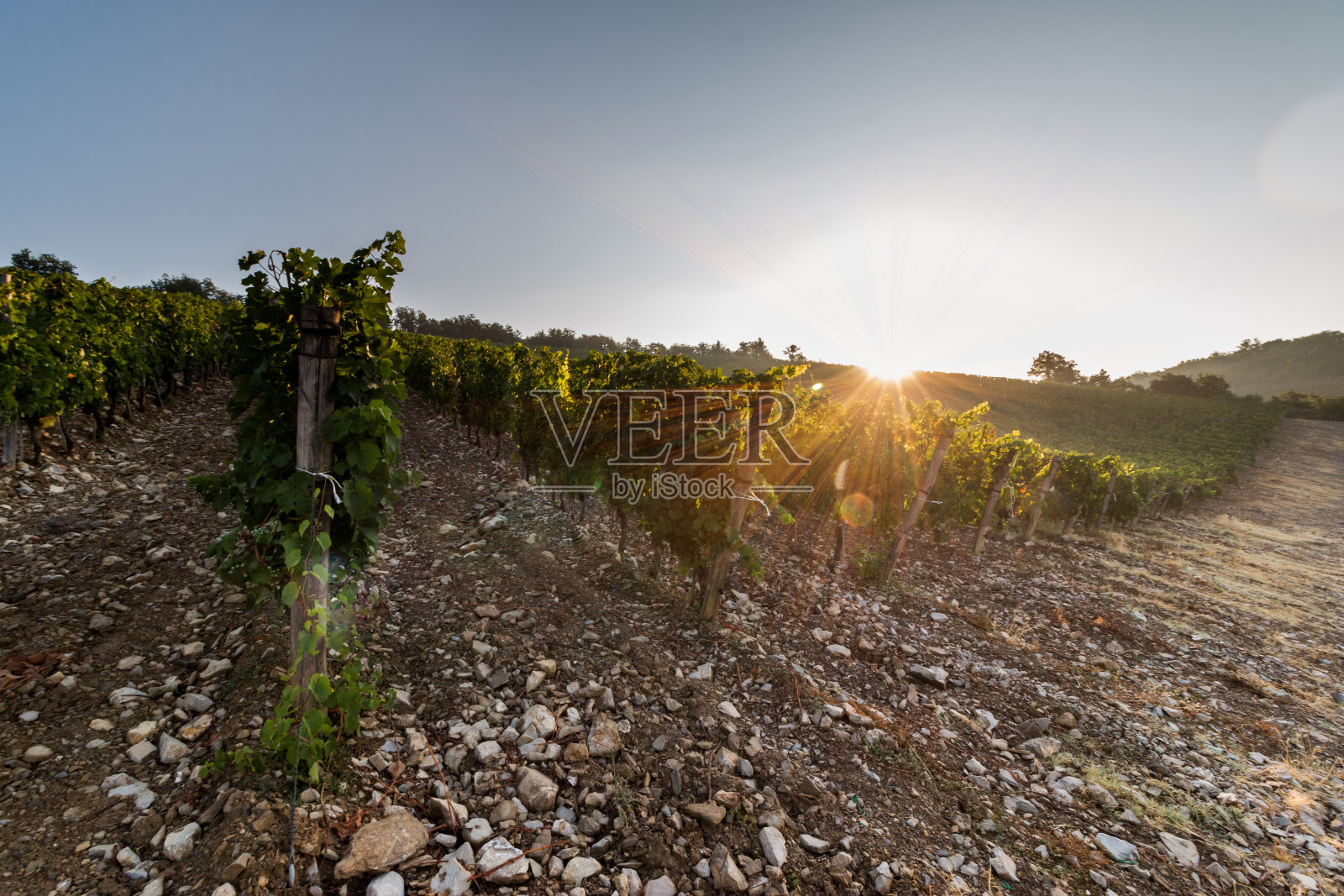 意大利托斯卡纳的一个农场上的成熟葡萄照片摄影图片