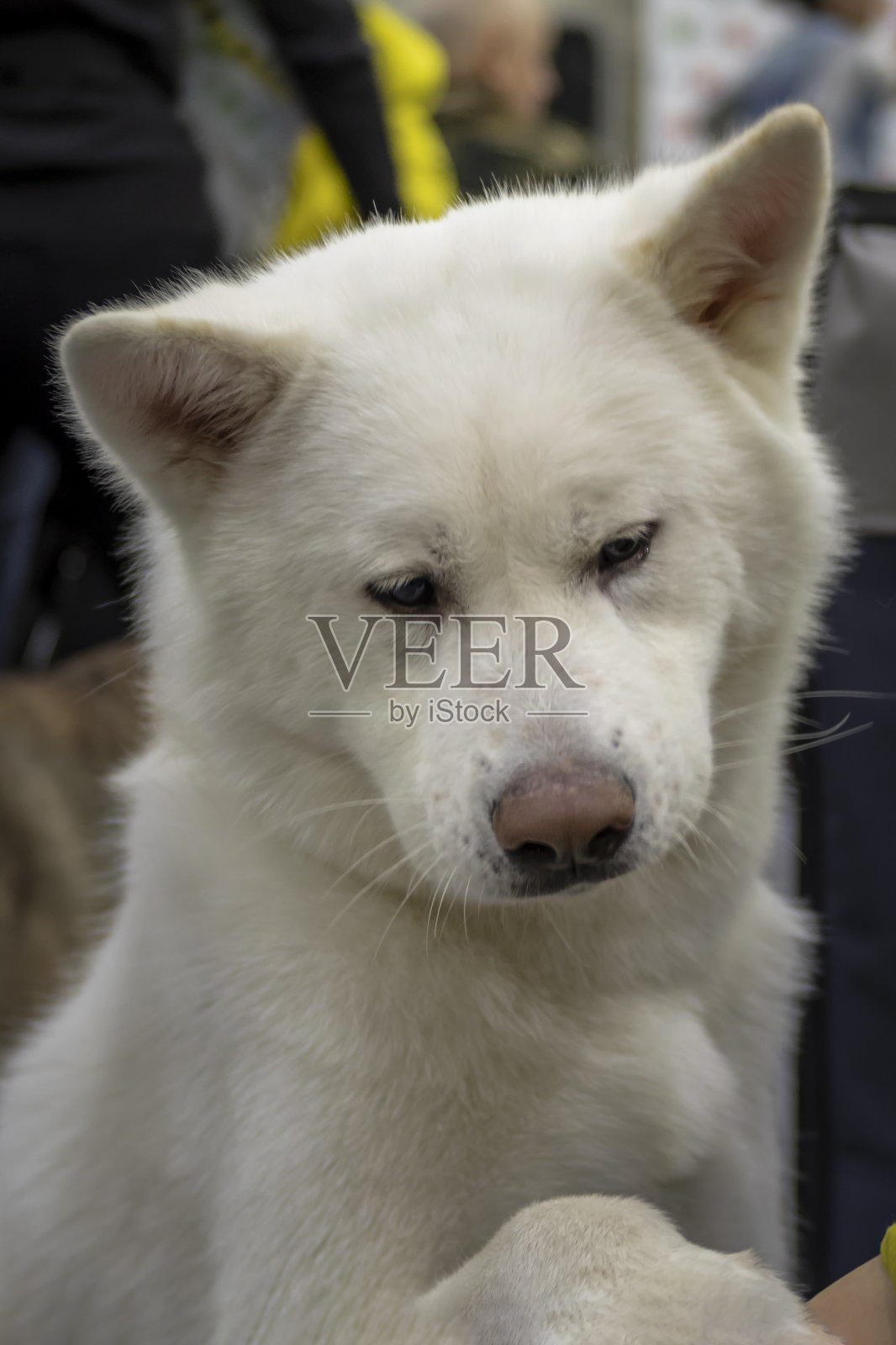 萨摩耶狗悲伤的白色毛茸茸的狗的肖像。前视图。照片摄影图片