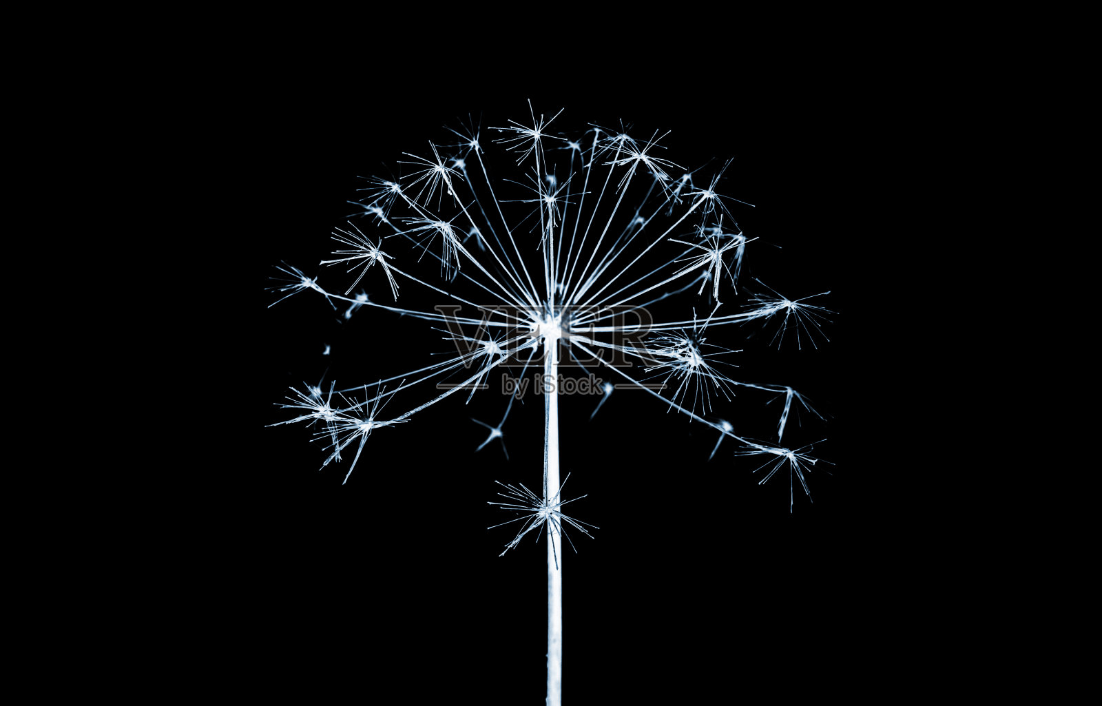 干燥的花。蓝色的轮廓照片摄影图片