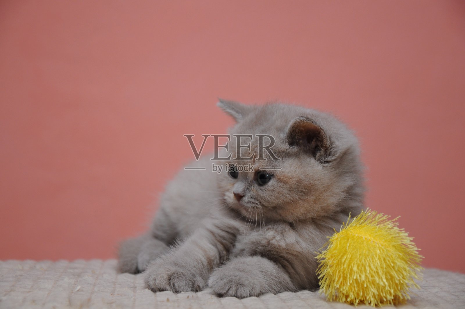 橙色背景的英国短毛小猫,可爱可爱的小猫宝宝照片摄影图片