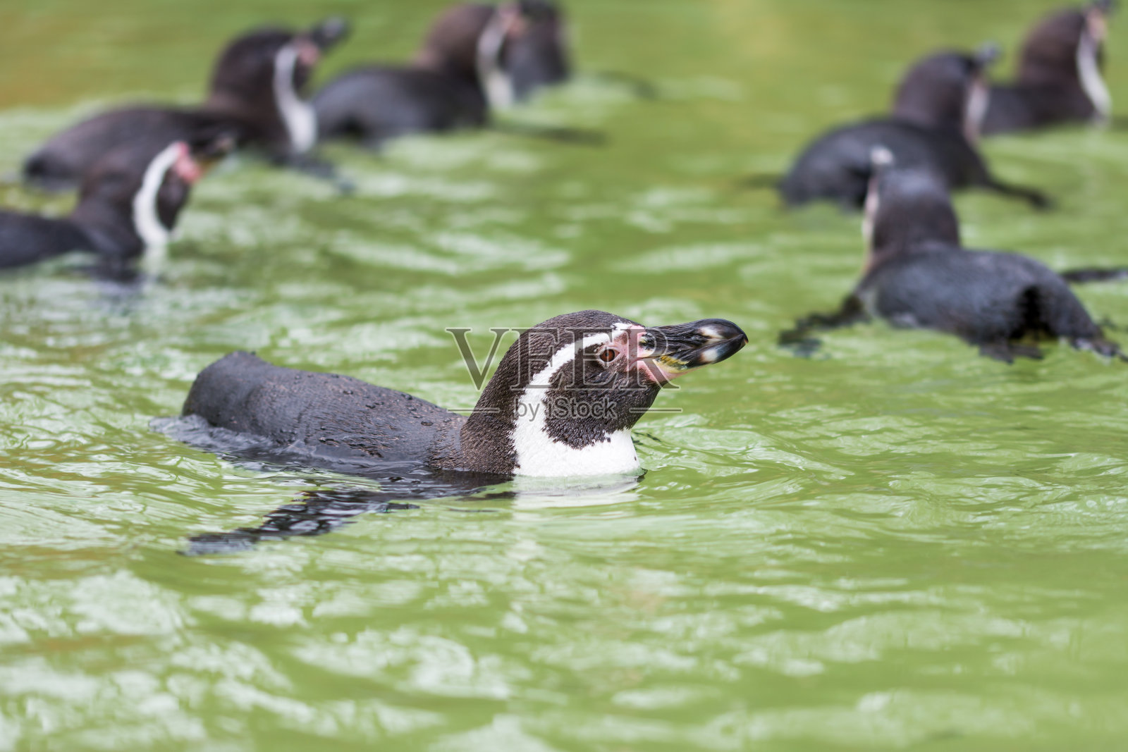 洪堡企鹅在水中游泳,企鹅肖像照片摄影图片