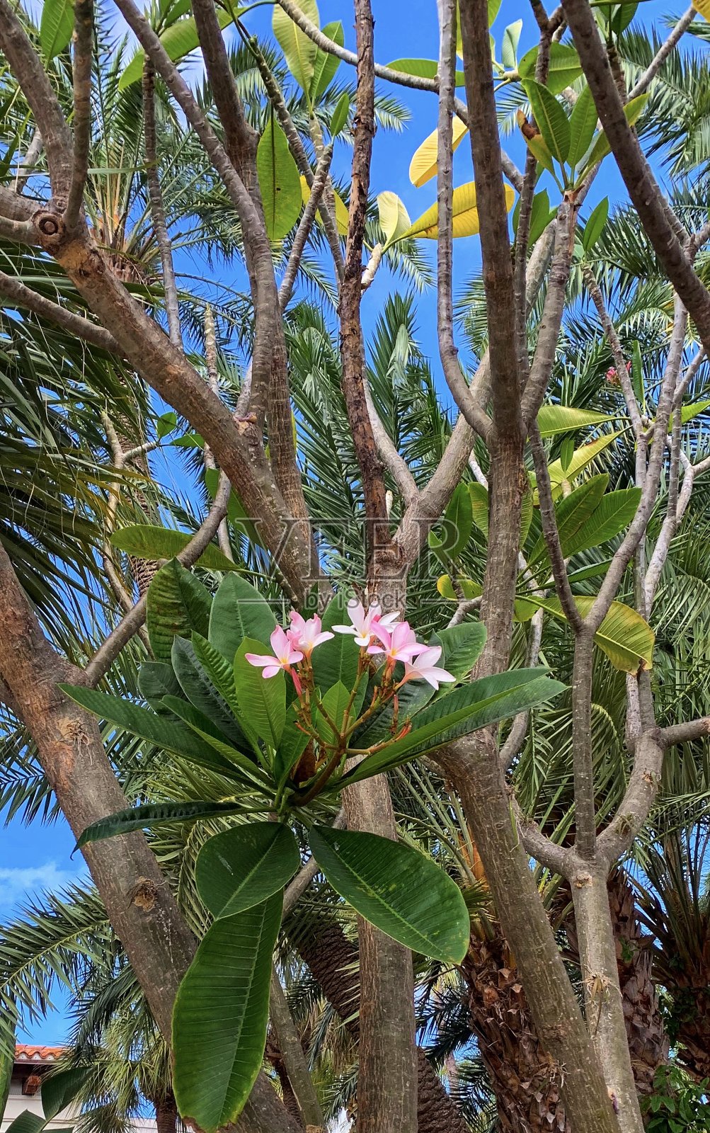 树照片摄影图片