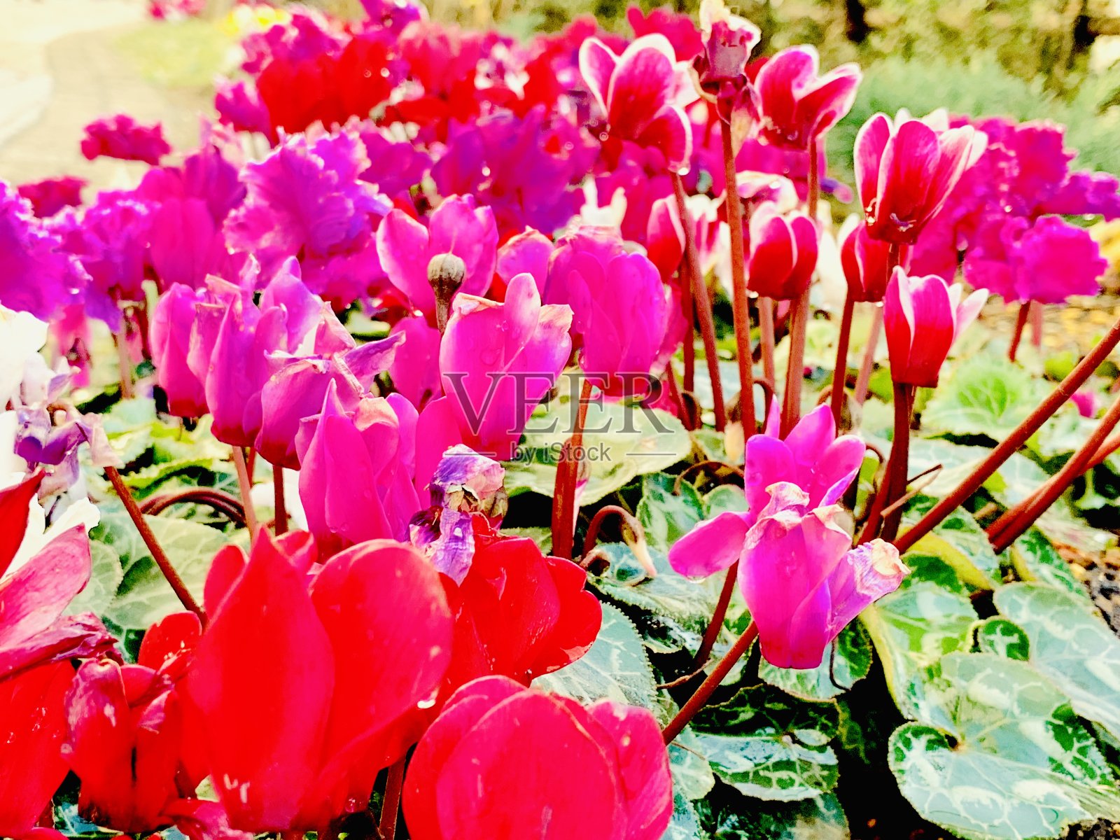 花照片摄影图片