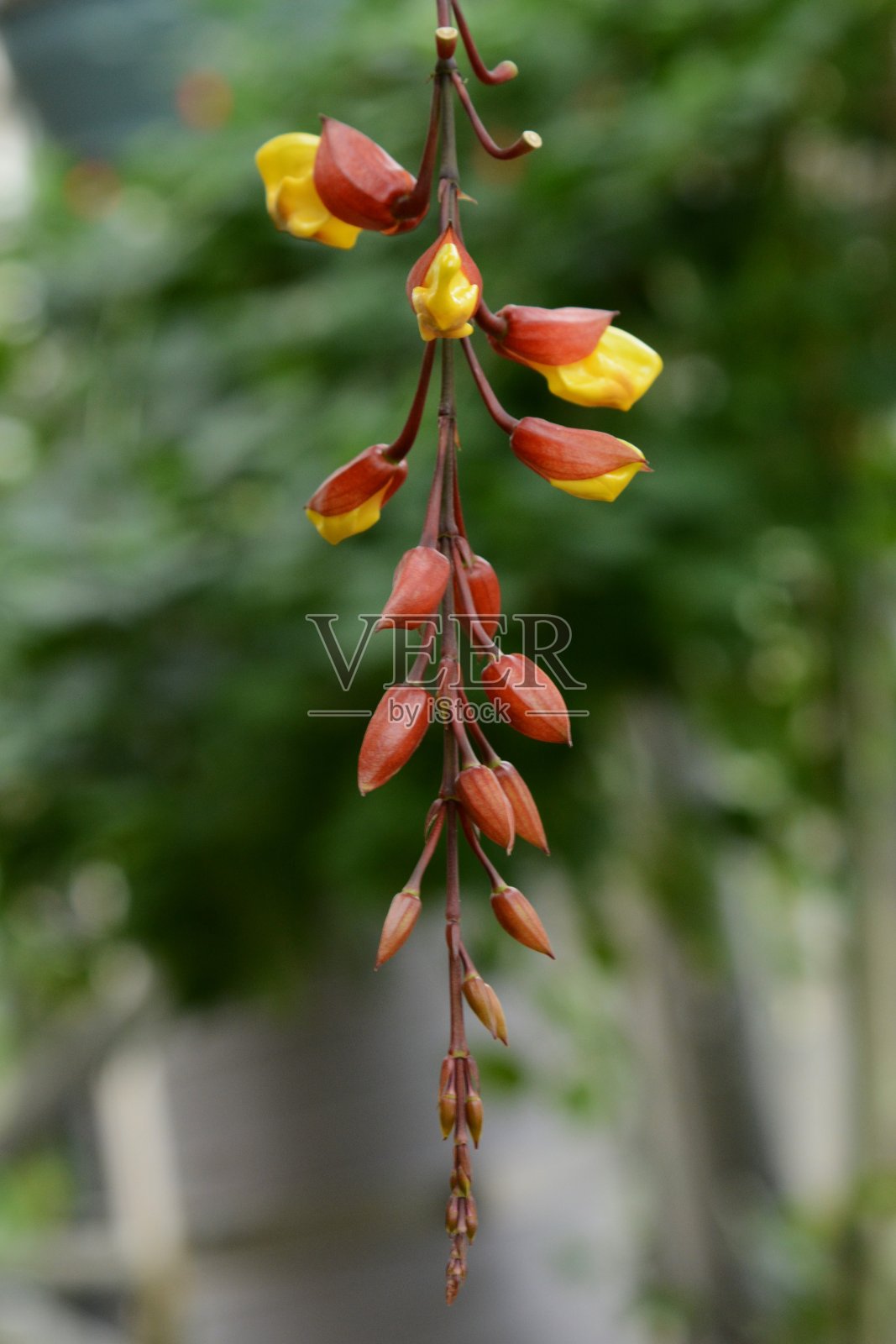 通贝吉亚骨髓照片摄影图片